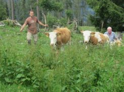 Kälber auf der Stubenalm