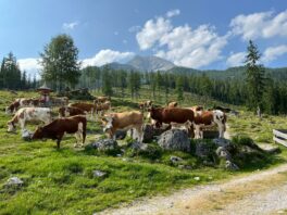 Kälberhaltung auf der Stubenalm