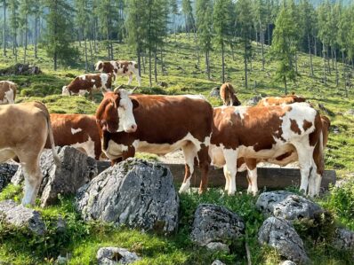 Kälberhaltung auf der Stubenalm