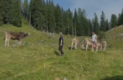 Kälberhaltung auf der Stubenalm
