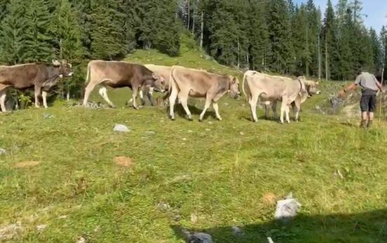 Kälberhaltung auf der Stubenalm