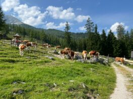 Kälberhaltung auf der Stubenalm