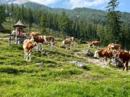 Kälberhaltung auf der Stubenalm