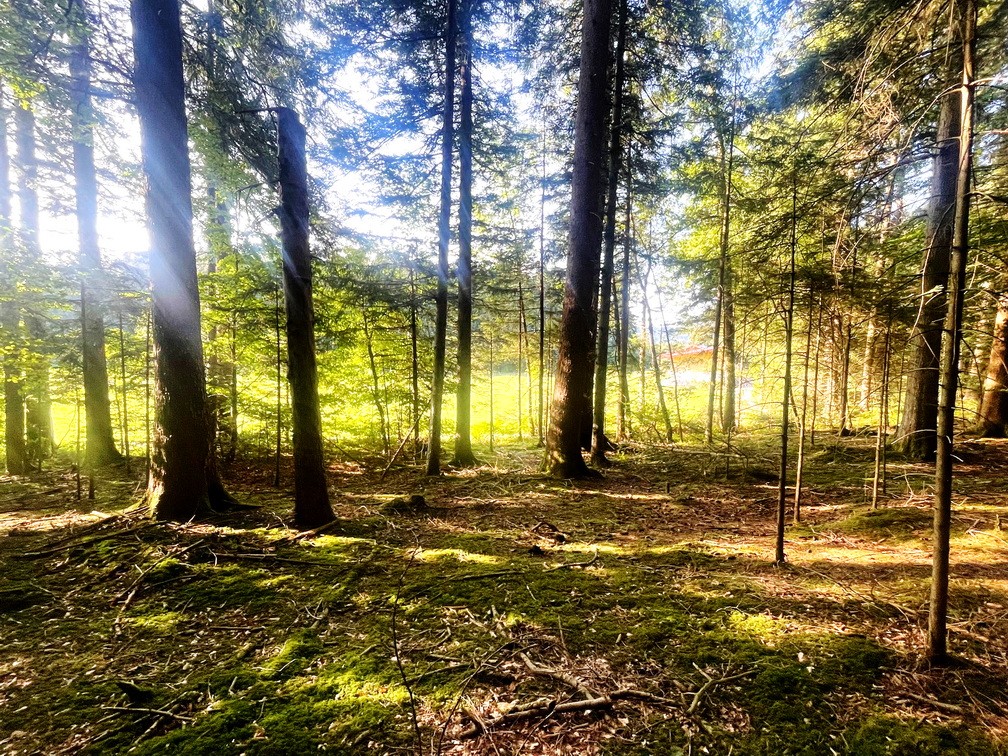 Mehr-Licht-f-r-den-Moorwald
