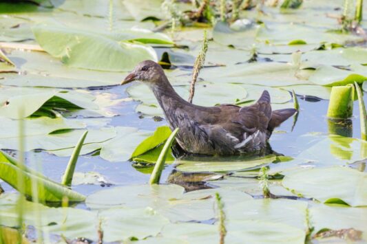 AktNatBeo-250907-ah-01-junges Teichhuhn HB