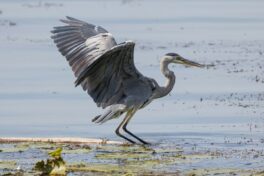 AktNatBeo-250907-ah-02-Graureiher HB