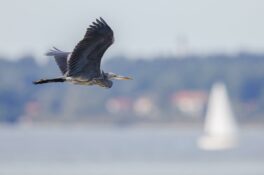 AktNatBeo-250907-ah-03-Graureiher HB (2)