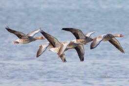AktNatBeo-250907-ah-05-Graugaense fluechten dicht gedraengt vor Seeadler HB (1)