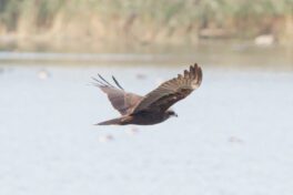 AktNatBeo-250907-ah-07-Rohrweihe HB