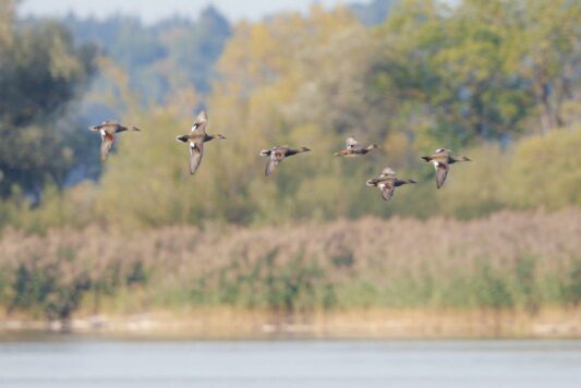 AktNatBeo-250907-ah-09-Schnatterentenerpel fluechten vor Rohrweihe (2)