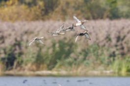 AktNatBeo-250907-ah-10-Schnatterentenerpel fluechten vor Rohrweihe (3)