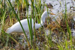 AktNatBeo-250907-ah-11-Silberreiher HB