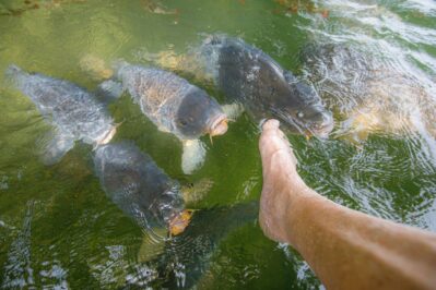 AktNatBeo-250907-ah-15-Spiegelkarpfen betteln im Schlosssee (1)