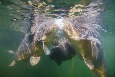 AktNatBeo-250907-ah-16-grosse Spiegelkarpfen im Schlossseee (2)