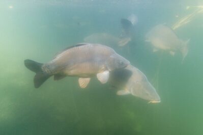 AktNatBeo-250907-ah-17-grosse Spiegelkarpfen im Schlossseee (3)