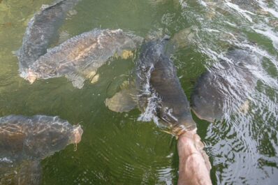 AktNatBeo-250907-ah-18-Spiegelkarpfen knappern an Zehen im Schlosssee