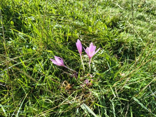 IMG-20250907-WA0020_klein