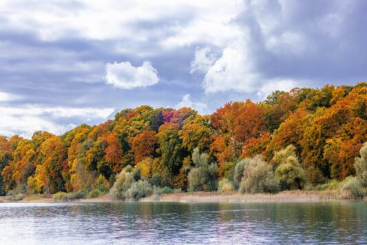 AktNatBeo-251023-ah-02-Buchenwald in Herbstfaerbung, Malerwinkel