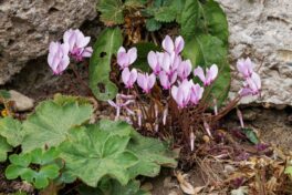 AktNatBeo-251023-ah-04-Alpenveilchen Malerwinkel