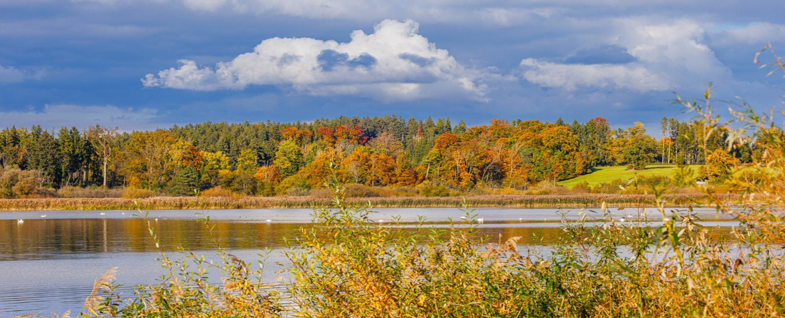 Die-Natur-im-goldenen-Herbstlicht