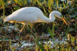 AktNatBeo-251023-ah-10-Silberreiher faengt Kleinfische HB