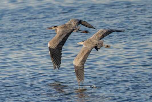 AktNatBeo-251023-ah-11-Graureiher HB
