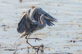 AktNatBeo-251023-ah-12-Graureiher HB (2)