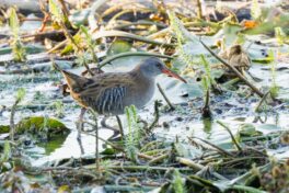 AktNatBeo-251023-ah-13-Wasserralle HB