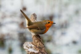 AktNatBeo-251023-ah-14-Rotkehlchen HB