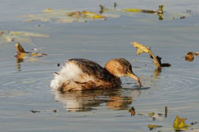 AktNatBeo-251023-ah-16-Zwergtaucher faengt Libellenlarven HB