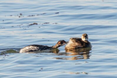 AktNatBeo-251023-ah-18-Schwarzhalstaucher attakiert Zwergtaucher HB