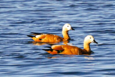 AktNatBeo-251023-ah-24-Rostgaense HB