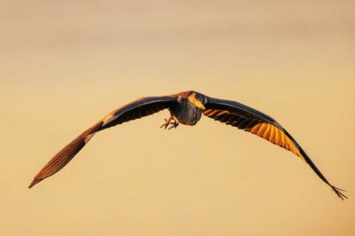 AktNatBeo-251023-ah-26-Graureiher im Abendlicht HB