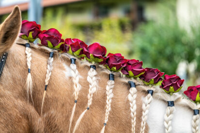 Leonhardiritt-Rossholzen-10