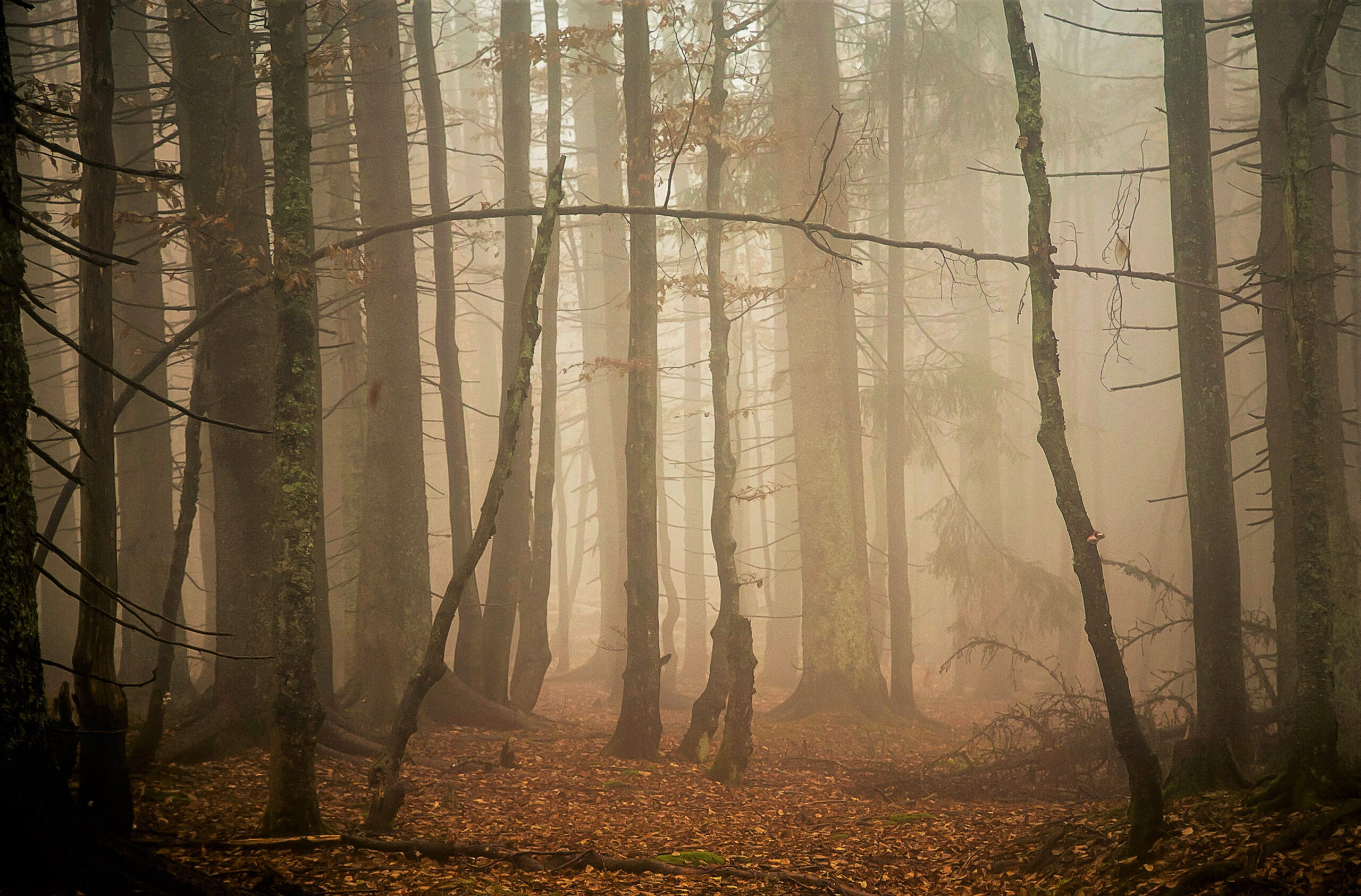 -Mir-reichts-ich-geh-in-den-Wald-