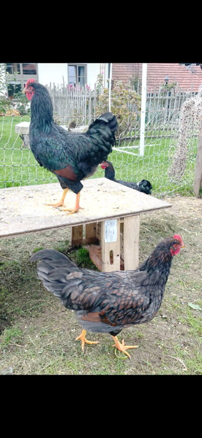 PHOTO-2025-10-14-18-40-53