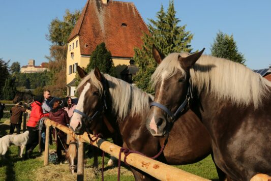 kaltblut-praemierung altenbeuern 2025 (1)