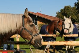 kaltblut-praemierung altenbeuern 2025 (10)