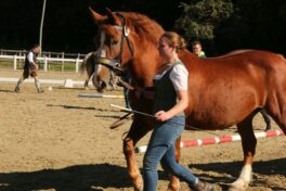 kaltblut-praemierung altenbeuern 2025 (11)