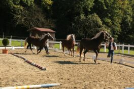 kaltblut-praemierung altenbeuern 2025 (14)