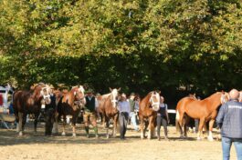 kaltblut-praemierung altenbeuern 2025 (16)