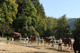 kaltblut-praemierung altenbeuern 2025 (19)