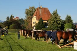 kaltblut-praemierung altenbeuern 2025 (2)