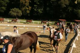 kaltblut-praemierung altenbeuern 2025 (20)