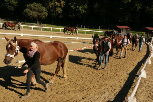 kaltblut-praemierung altenbeuern 2025 (21)