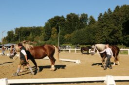 kaltblut-praemierung altenbeuern 2025 (22)