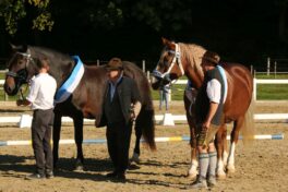 kaltblut-praemierung altenbeuern 2025 (23)