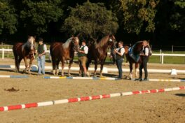 kaltblut-praemierung altenbeuern 2025 (26)