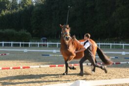 kaltblut-praemierung altenbeuern 2025 (3)