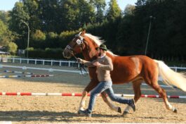 kaltblut-praemierung altenbeuern 2025 (4)